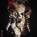 Killswitch Engage - TShirt or Longsleeve - Killswitch Engage