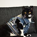 Hepcat - Battle Jacket - Cat battle jacket