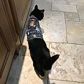 Black Sabbath - Battle Jacket - Black Sabbath Metal Cat