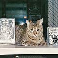 Other Collectable - Metal Cat&#039;s Favorite Releases