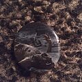 Cattle Decapitation - Other Collectable - Cattle Decapitation Button