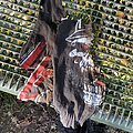 Slayer - TShirt or Longsleeve - Slayer - Wehrmacht Shirt XL 1990 BROCKUM