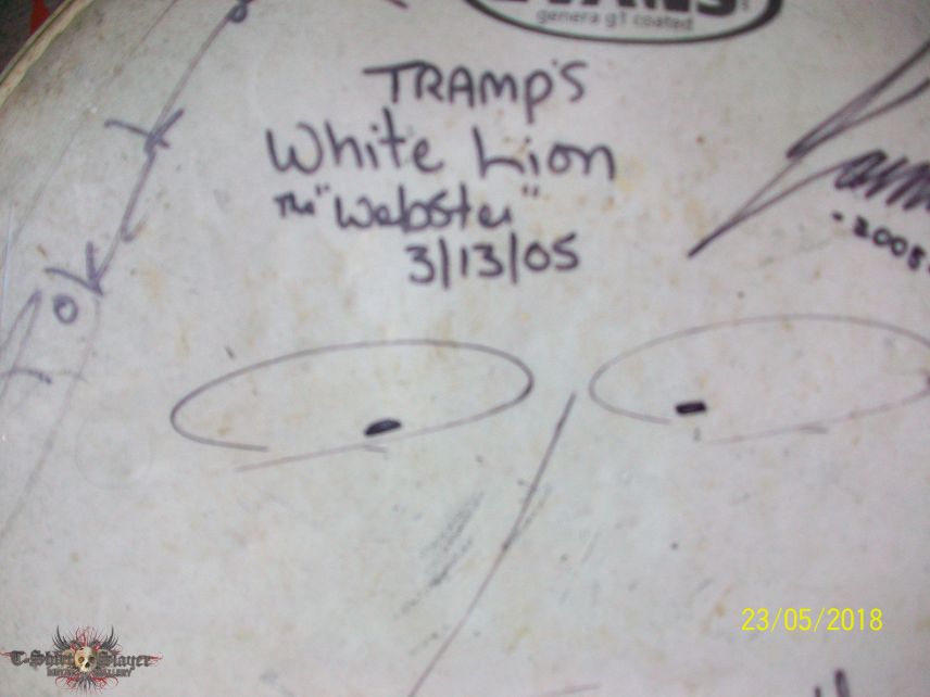 tramp`s white lion