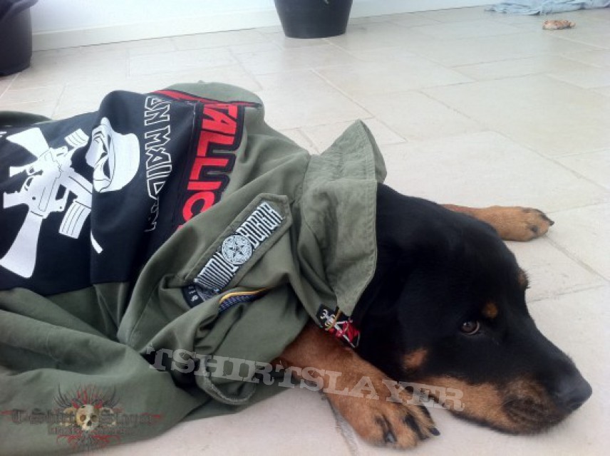 Battle Jacket - My first battle jacket worn by my dog